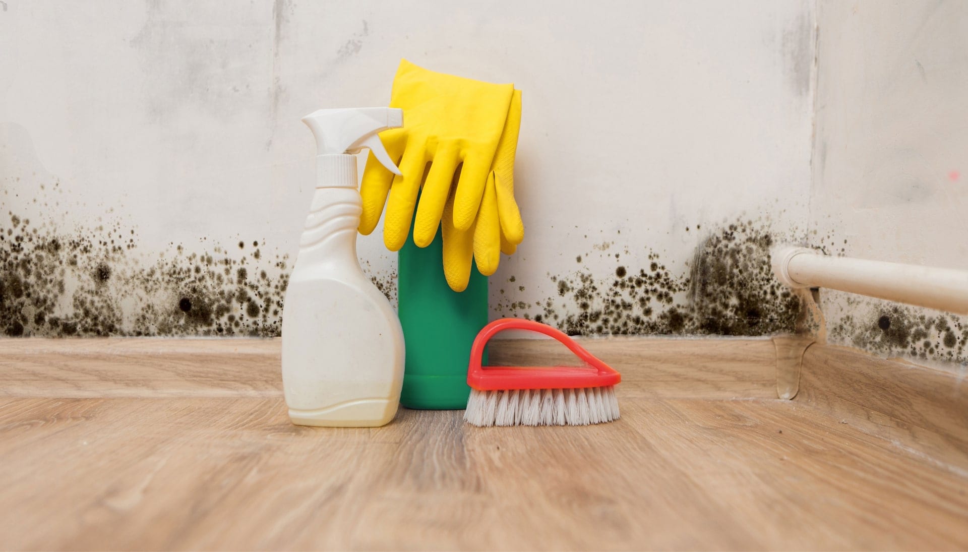 Know About Mold Removal In Lakewood